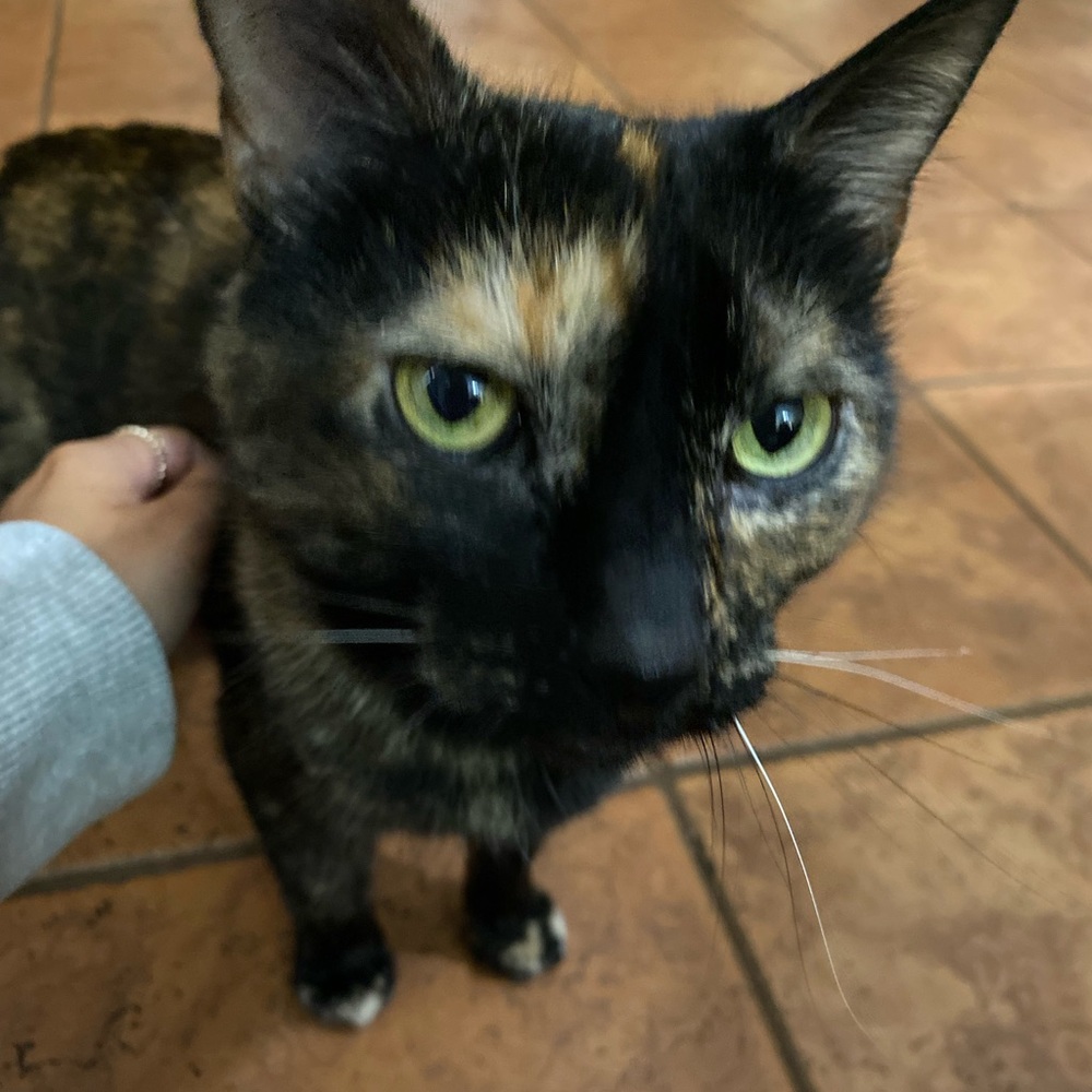 Meet your Posher, Alexis